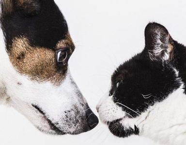 Médiation Cécile Beauchet Nevers